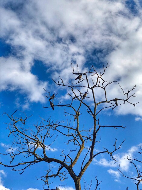 Low angle view of bare tree against sky