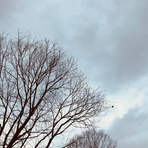 Photo low angle view of bare tree against sky