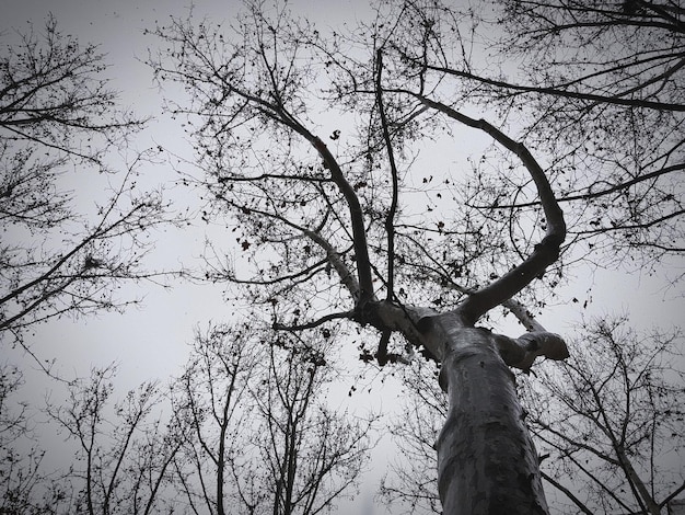 Photo low angle view of bare tree against sky