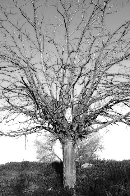 Low angle view of bare tree against sky