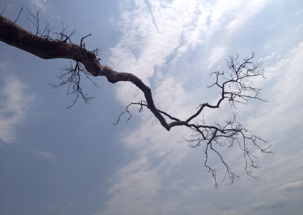 Low angle view of bare tree against sky