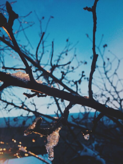 Low angle view of bare tree against sky