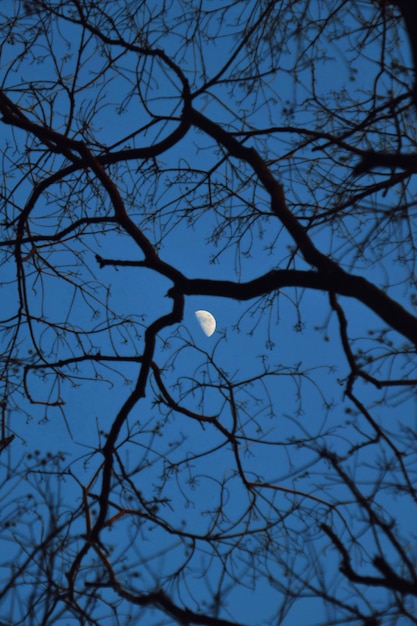 Foto inquadratura dal basso dell'albero nudo contro il cielo