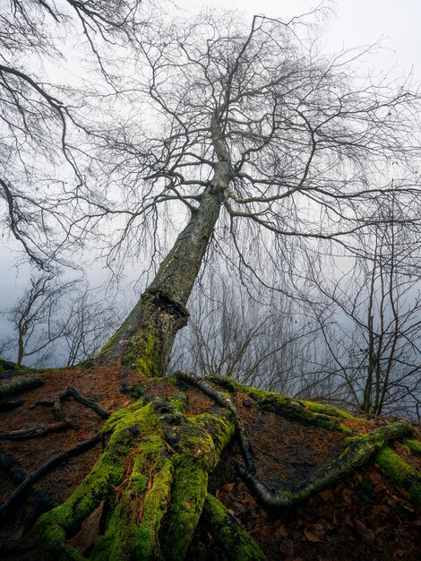 Photo low angle view of bare tree against sky