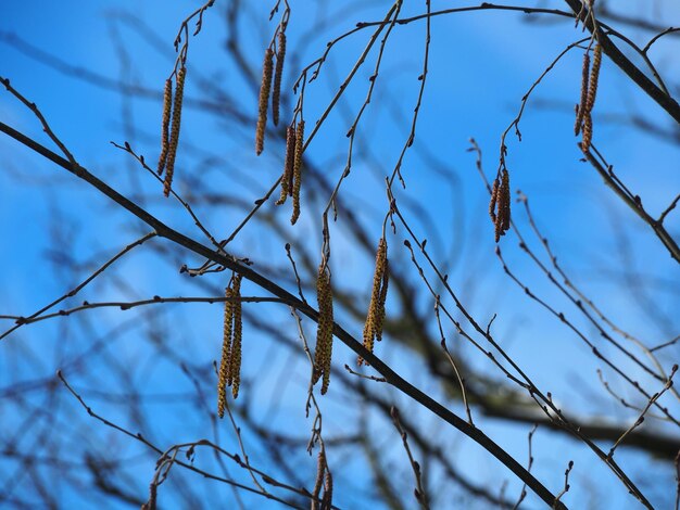 Low angle view of bare tree against sky