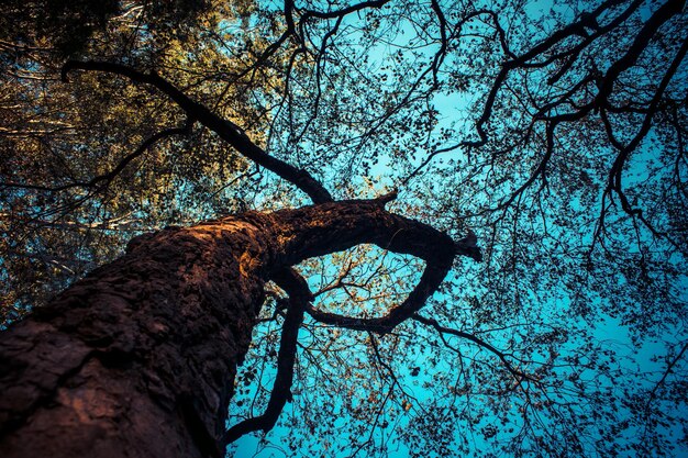 Foto vista ad angolo basso di un albero nudo contro il cielo