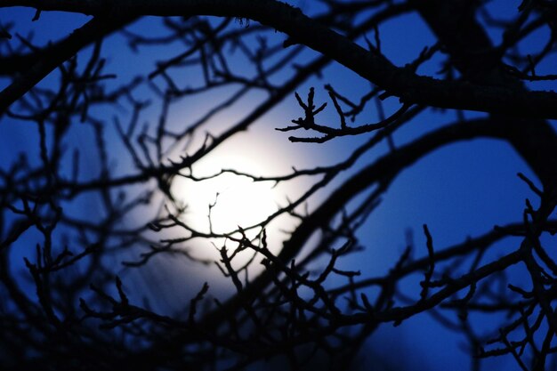 Low angle view of bare tree against sky