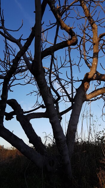 Low angle view of bare tree against sky