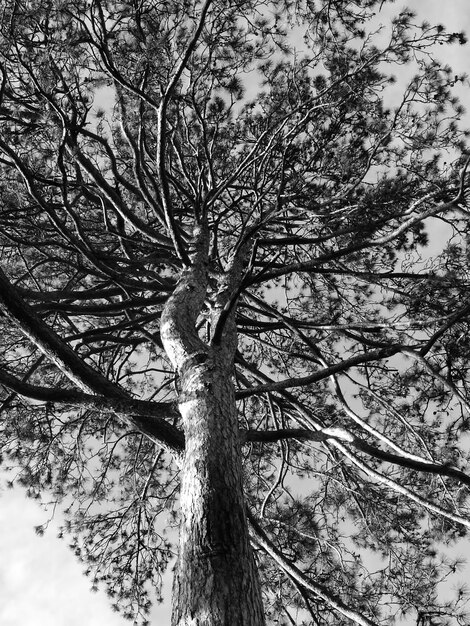 Foto vista a bassa angolazione di un albero nudo contro il cielo