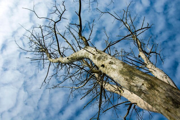 Low angle view of bare tree against sky