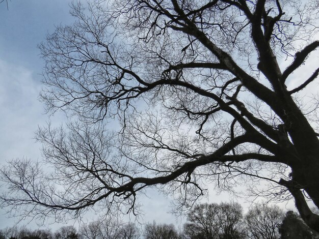 Low angle view of bare tree against sky