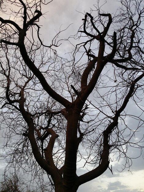 Low angle view of bare tree against sky