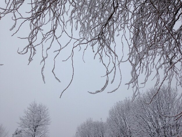 Low angle view of bare tree against sky