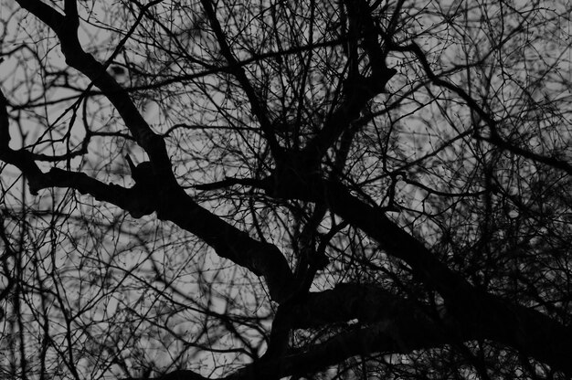 Foto vista ad angolo basso di un albero nudo contro il cielo