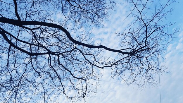 Low angle view of bare tree against sky