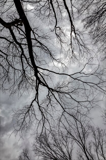 Low angle view of bare tree against sky