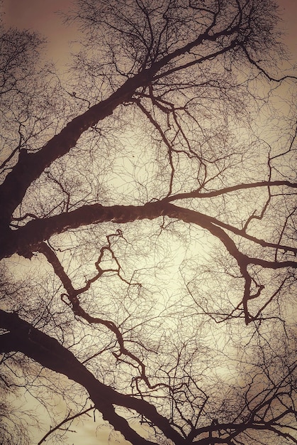 Photo low angle view of bare tree against sky