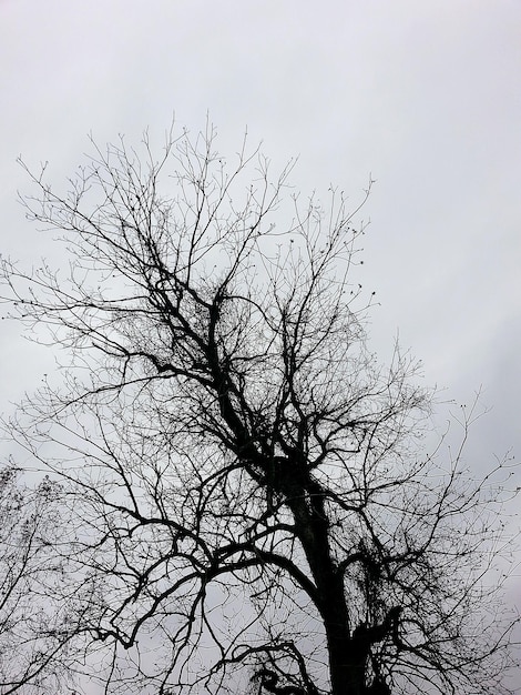 Photo low angle view of bare tree against sky