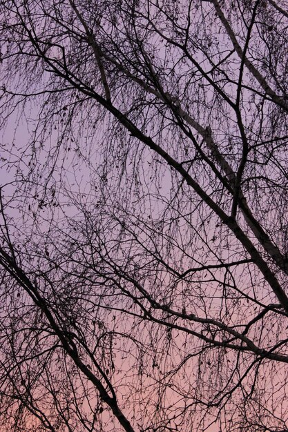 Photo low angle view of bare tree against sky