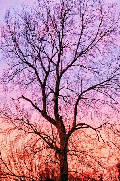 Low angle view of bare tree against sky