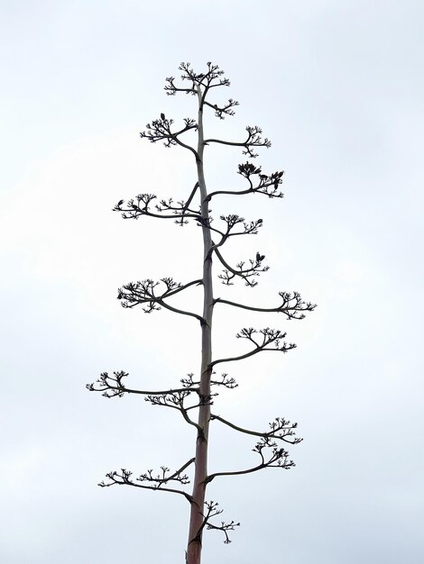 Photo low angle view of bare tree against sky