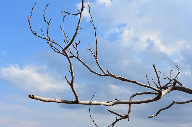 Low angle view of bare tree against sky