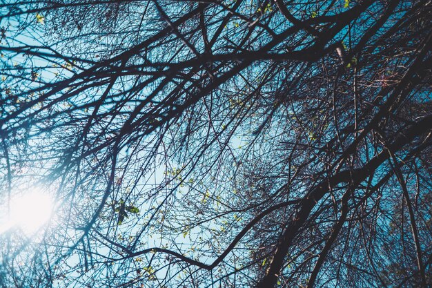 Photo low angle view of bare tree against sky