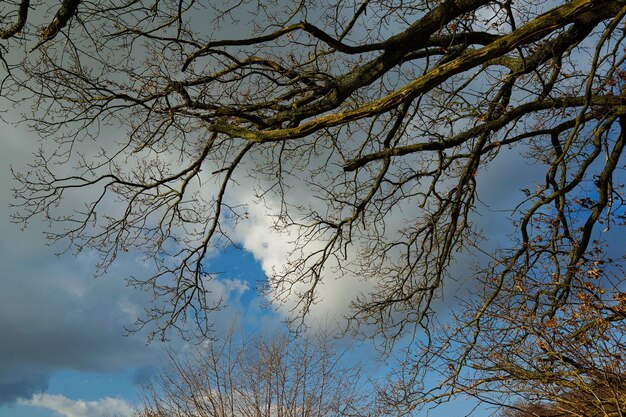 Low angle view of bare tree against sky