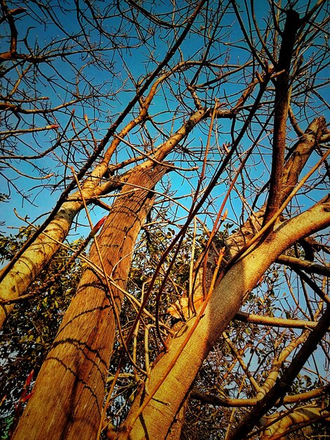 Low angle view of bare tree against sky