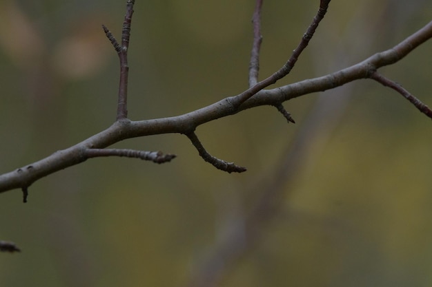 Foto vista ad angolo basso di un ramo d'albero nudo