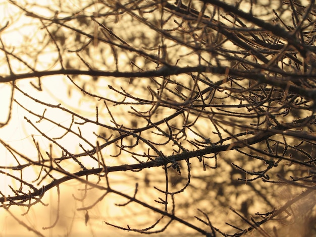 Photo low angle view of bare tree during sunset at winter