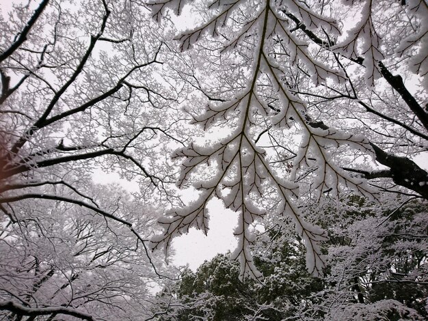 Foto vista ad angolo basso di un albero nudo durante l'inverno