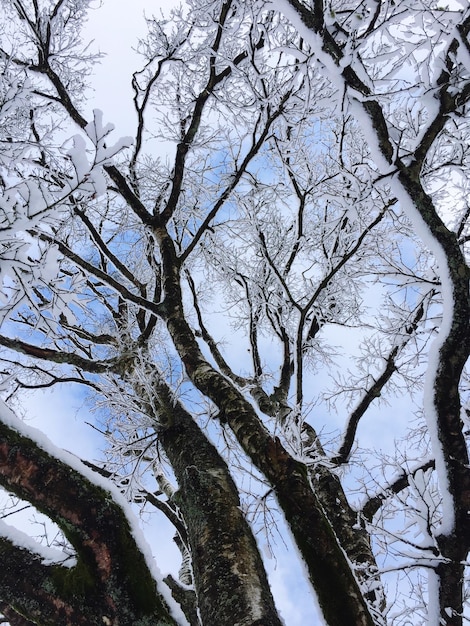 Foto vista ad angolo basso di un albero nudo in inverno