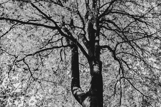 Foto vista ad angolo basso di un albero nudo