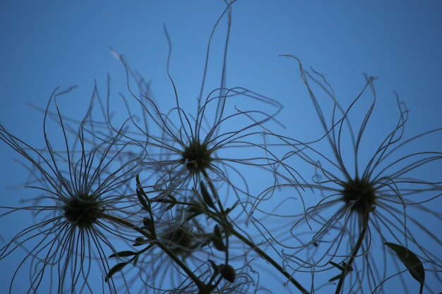 Foto vista a bassa angolazione di alberi nudi contro il cielo blu