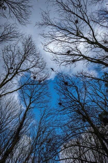 Low angle view of bare trees against blue sky