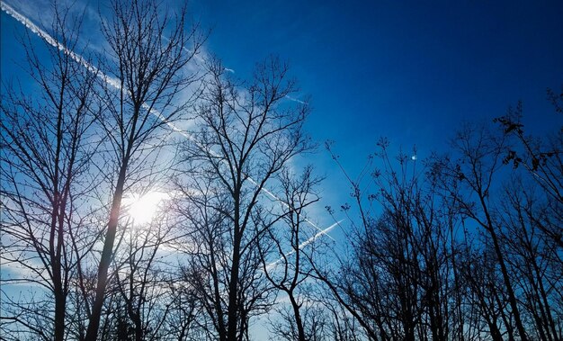 Low angle view of bare trees against blue sky