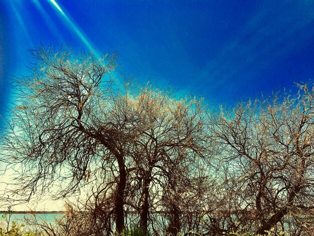 Low angle view of bare trees against blue sky