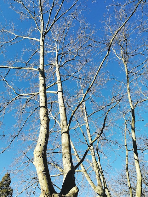 Foto vista a basso angolo di alberi nudi contro il cielo blu