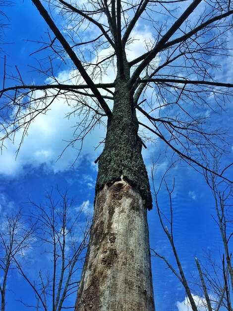 Low angle view of bare trees against blue sky