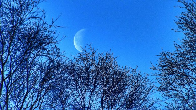 Low angle view of bare trees against blue sky