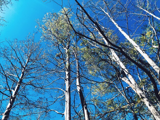 Low angle view of bare trees against clear blue sky