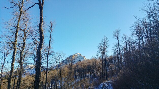 Low angle view of bare trees against clear sky