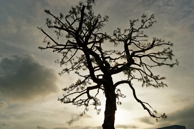 Low angle view of bare trees against cloudy sky