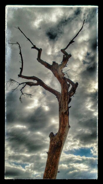 Photo low angle view of bare trees against cloudy sky