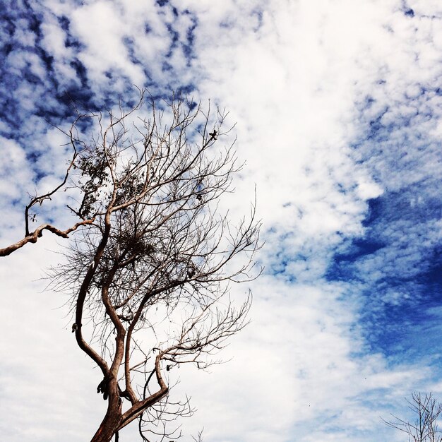 Low angle view of bare trees against cloudy sky