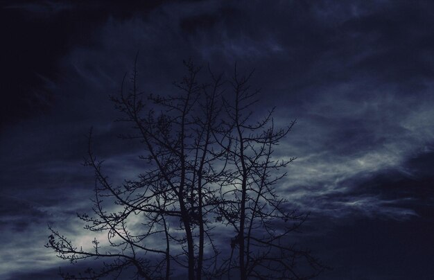 Photo low angle view of bare trees against cloudy sky