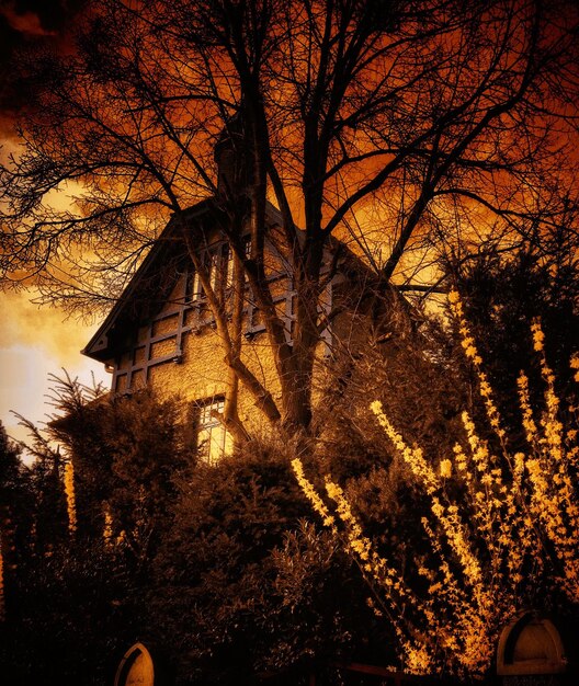 Low angle view of bare trees against orange sky