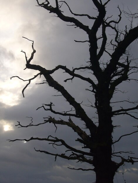 Photo low angle view of bare trees against sky