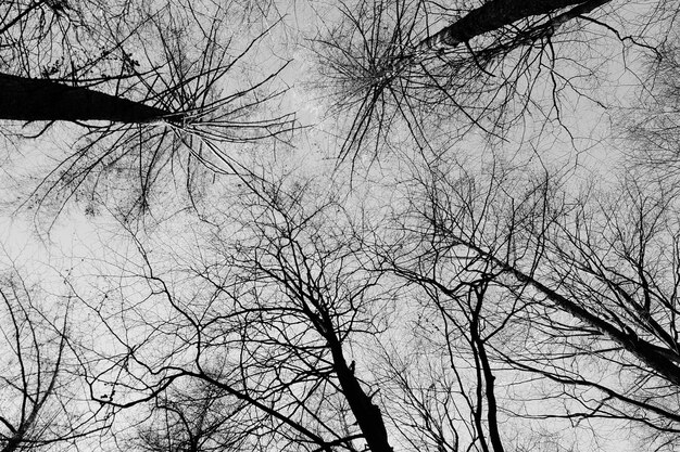 Low angle view of bare trees against sky